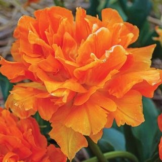 Orca Double Tulip Thumbnail